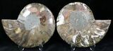 Polished Ammonite Pair - Million Years #22232-1